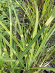 Miscanthus Zebrinus - Champion Plants