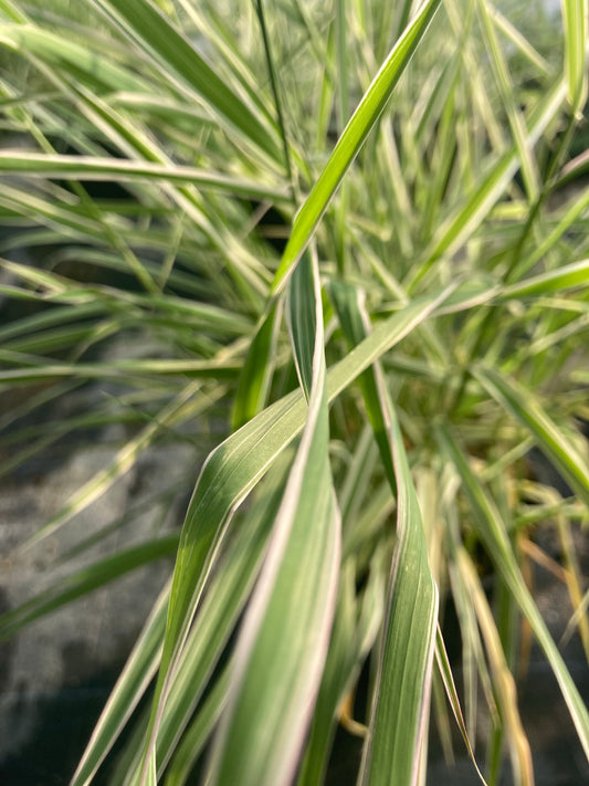 Phalaris arundinacea var. picta 'Feesey Form' - Champion Plants