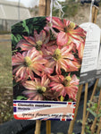 Clematis montana Marjorie - Champion Plants