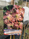 Clematis montana Marjorie - Champion Plants