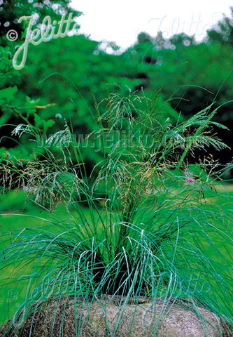 Eragrostis Wind Dancer - Champion Plants