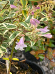 Abelia grandiflora Hopley's - AGM - Champion Plants