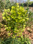 Euphorbia characias subsp. Margery Fish (Lambrook Gold)