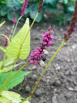 Persicaria Golden Arrow - Champion Plants