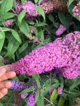 Buddleja (Buddleia) Pink Delight - AGM - Champion Plants
