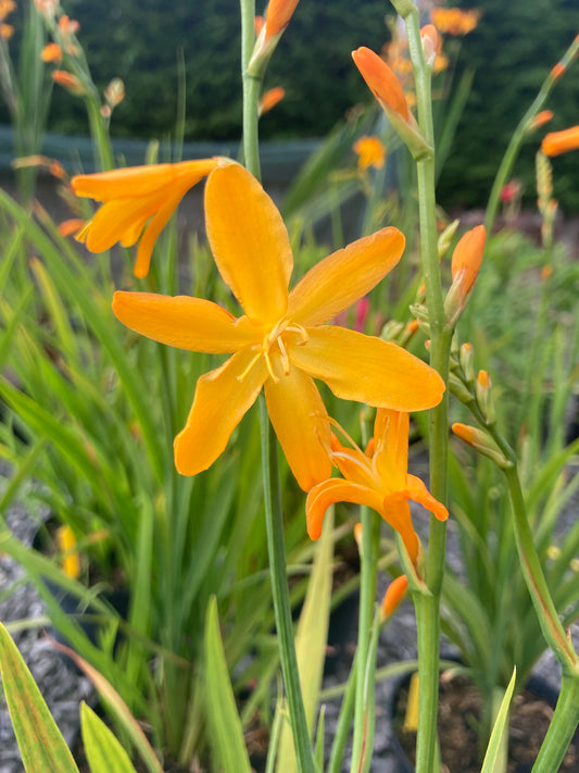 Crocosmia 'George Davison' - Champion Plants