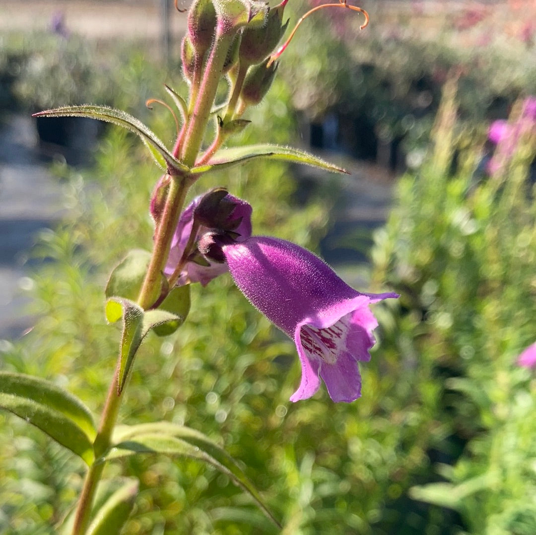 Penstemon Sour Grapes - Champion Plants