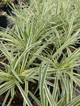 Agapanthus Tinkerbell - Champion Plants