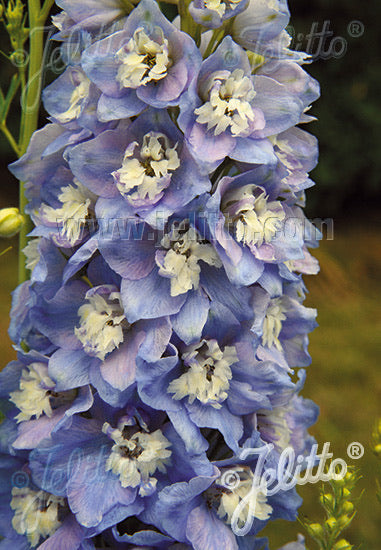 Delphinium Pacific Giants Summer Skies - Champion Plants