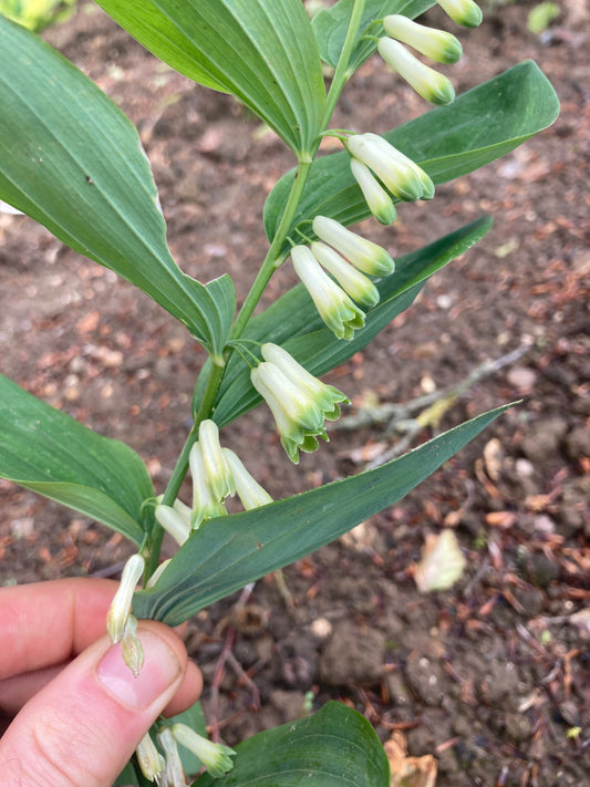 Polygonatum multiflorum - Champion Plants