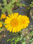 Anthemis tinctoria 'Kelwayi' - Champion Plants