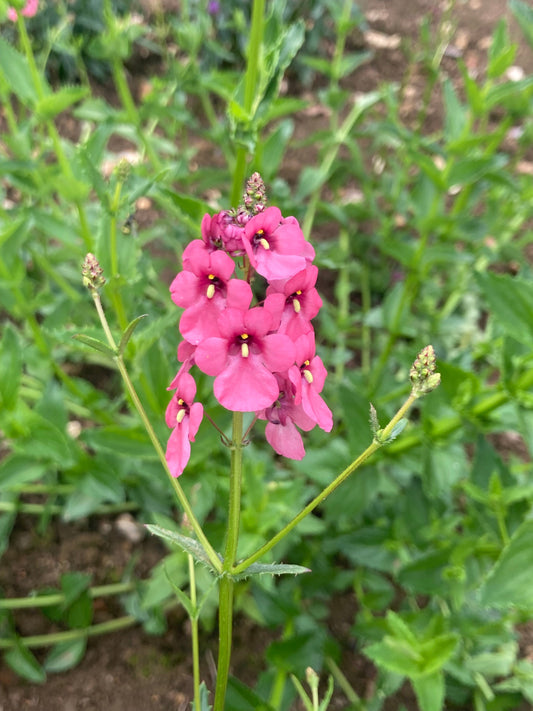 Diascia personata 'Hopley's' - Champion Plants