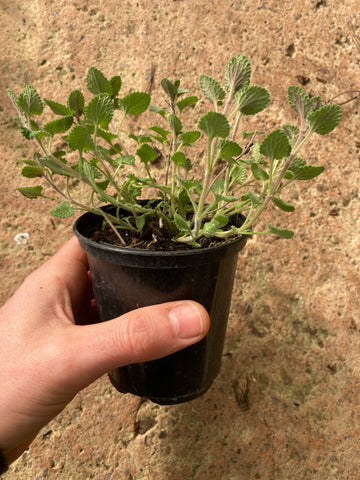 Nepeta racemosa - Champion Plants