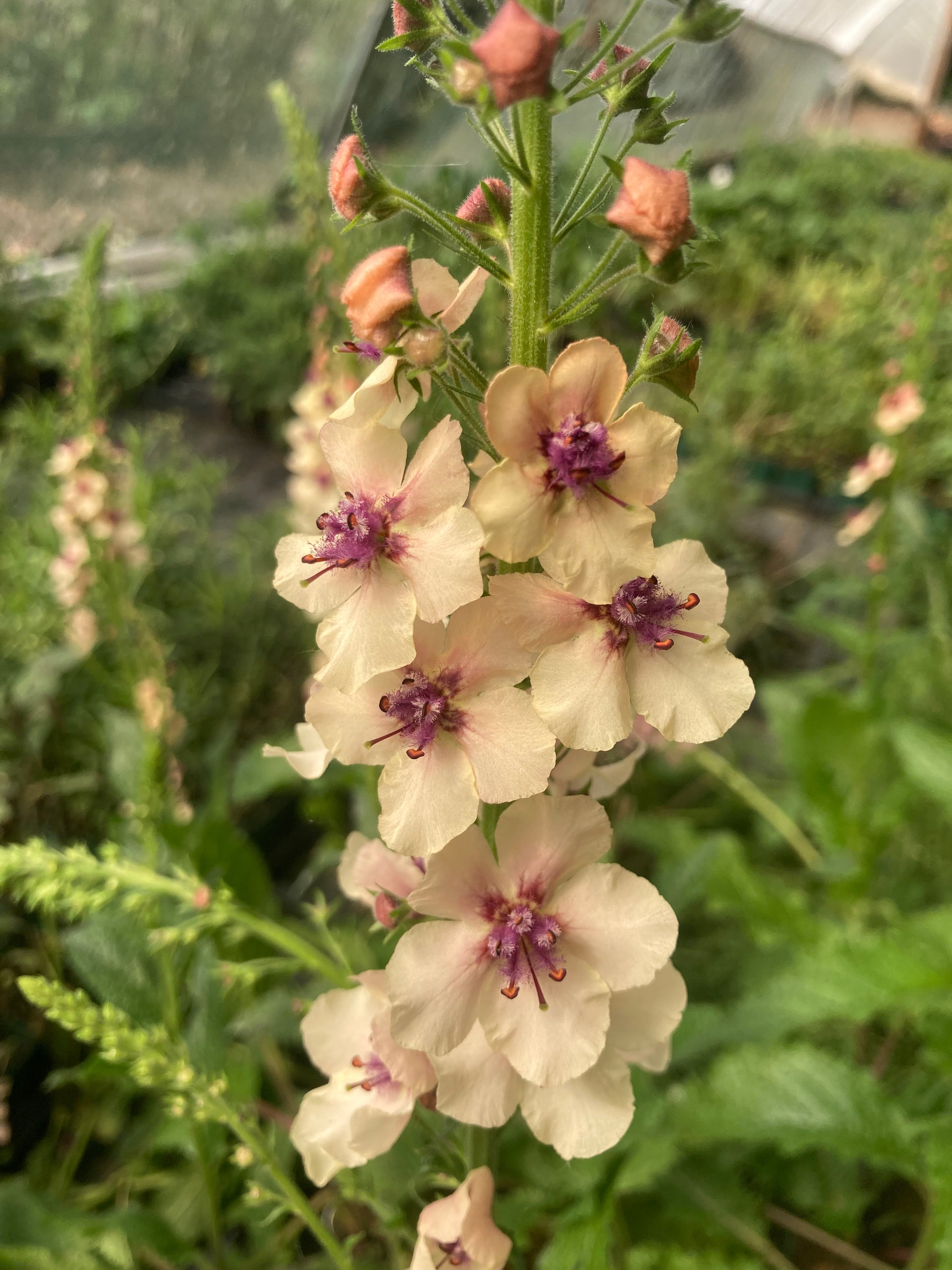 Verbascum 'Southern Charm' - Champion Plants