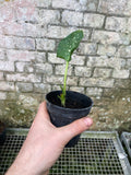 Zantedeschia aethiopica White Giant/Hercules (Arum Lily, Calla Lily)