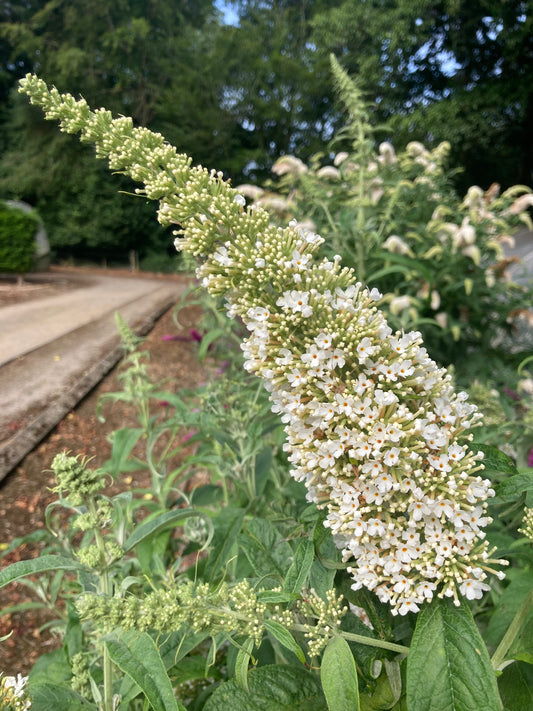 Buddleja (Buddleia) davidii Marbled White - Champion Plants