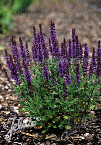 Salvia x superba Merleau Blue - Champion Plants