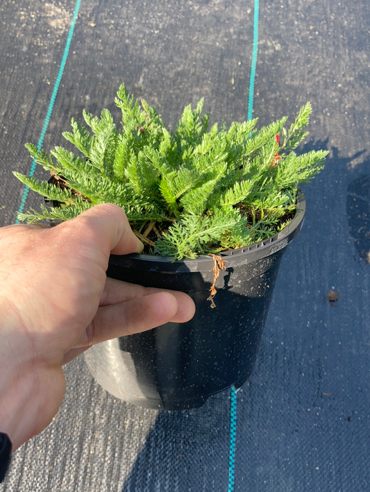 Achillea Red Velvet - Champion Plants