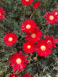 Lampranthus Red - Champion Plants