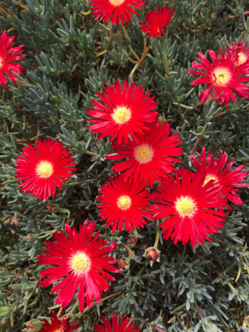 Lampranthus Red - Champion Plants