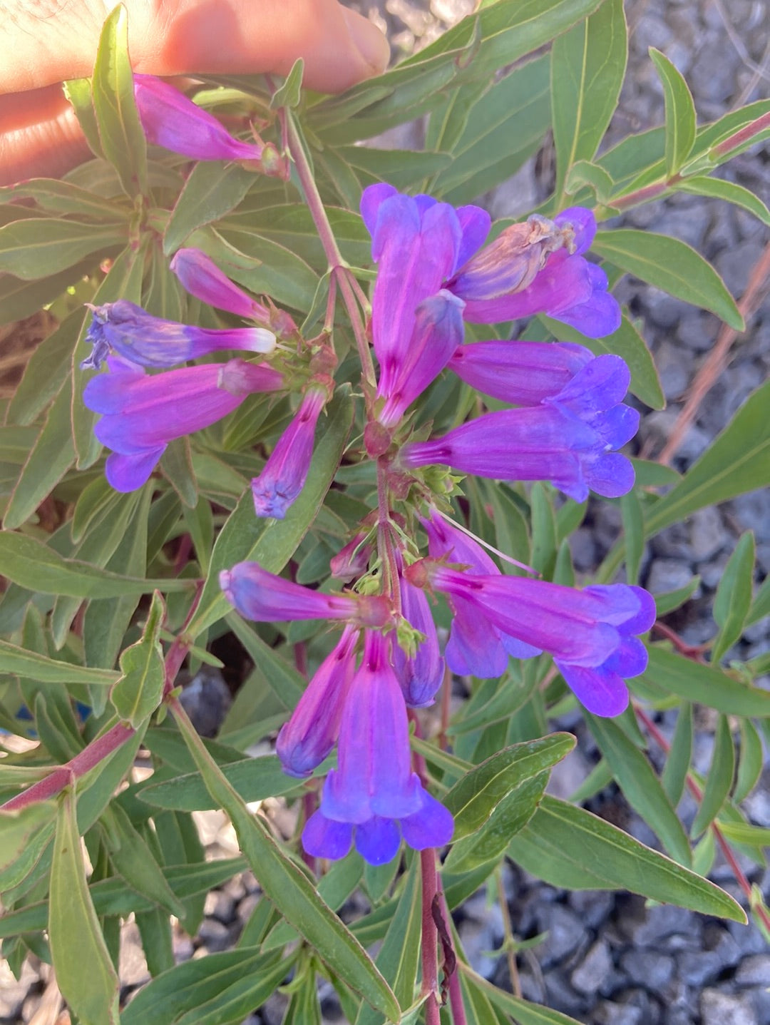 Penstemon Heavenly Blue - Champion Plants