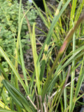 Miscanthus Zebrinus - Champion Plants