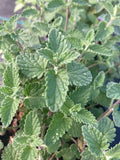 Nepeta racemosa Six Hills Giant -AGM - Champion Plants