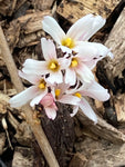 Abeliophyllum distichum Roseum - Champion Plants