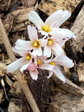 Abeliophyllum distichum Roseum - Champion Plants
