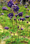 Aquilegia vulgaris var. stellata Blue Barlow - Champion Plants