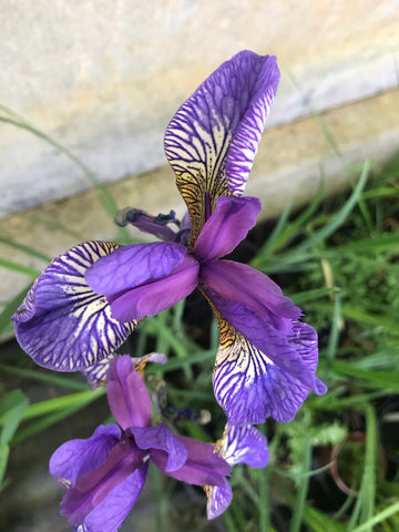 Iris sibirica Soft Blue - AGM - Champion Plants