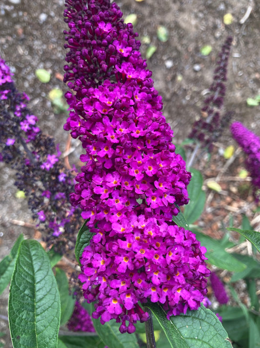 Buddleja (Buddleia) davidii Royal Red - AGM - Champion Plants