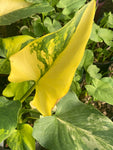 Zantedeschia aethiopica 'Pershore Fantasia' (Arum Lily) - Champion Plants
