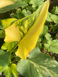 Zantedeschia aethiopica 'Pershore Fantasia' (Arum Lily) - Champion Plants