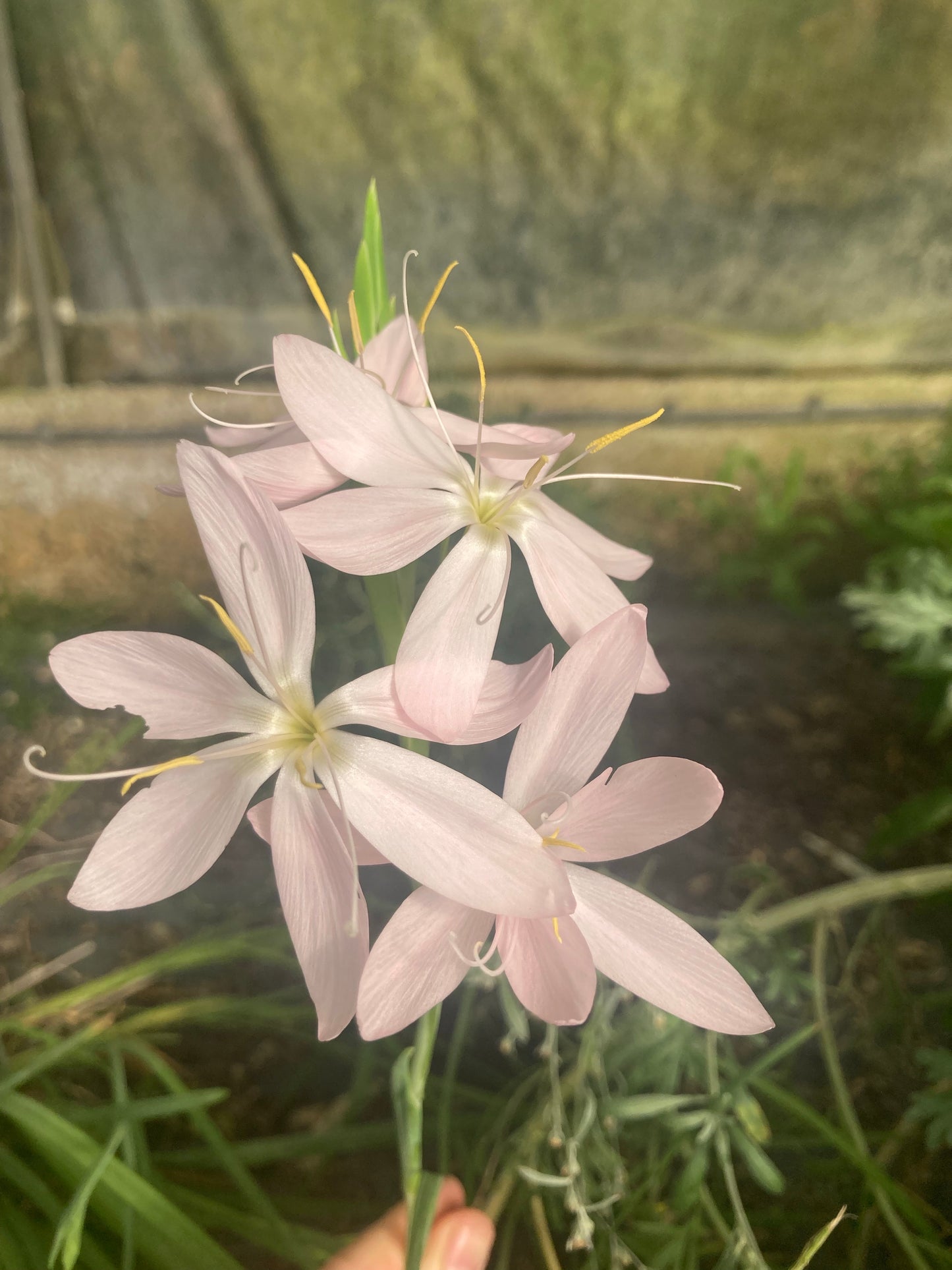 Hesperantha coccinea 'Pink Princess' - AGM - Champion Plants