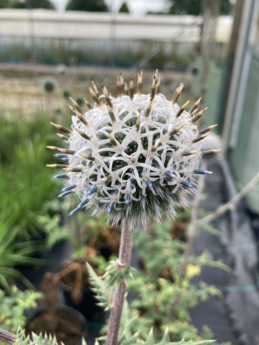 Echinops Star Frost - Champion Plants
