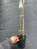 Clematis Jackmanii Alba - Champion Plants