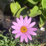 Osteospermum Dwarf Pink - Champion Plants