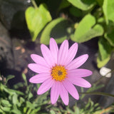 Osteospermum Dwarf Pink - Champion Plants
