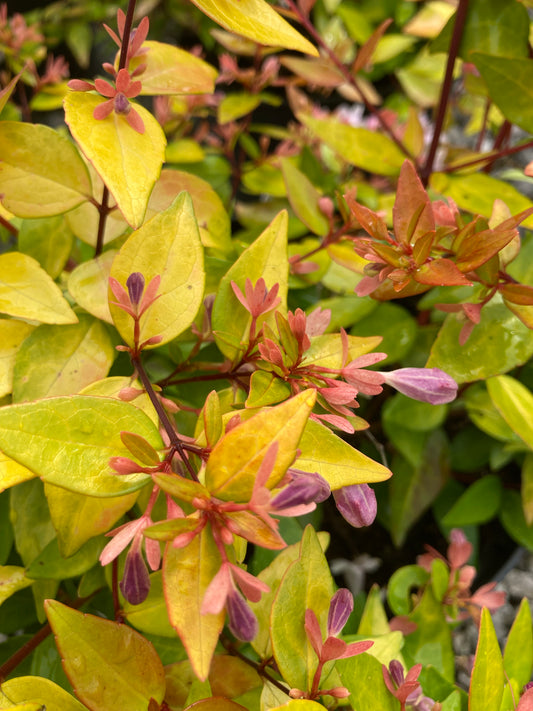 Abelia grandiflora Gold Sport - Champion Plants