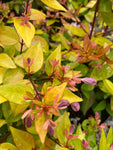 Abelia grandiflora Gold Sport - Champion Plants