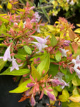 Abelia grandiflora Gold Sport - Champion Plants