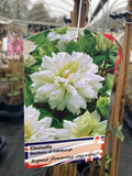 Clematis Duchess of Edinburgh - Champion Plants