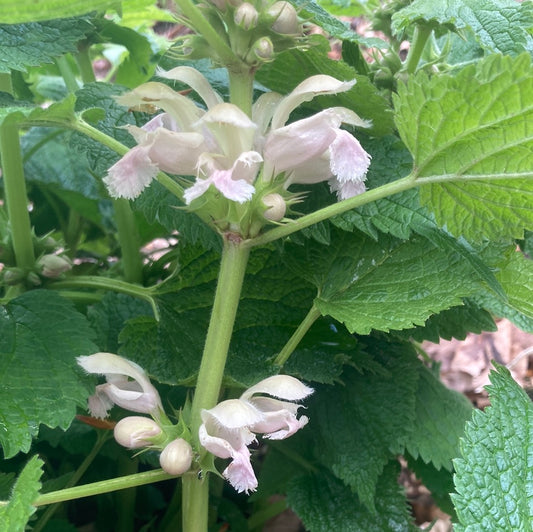 Lamium orvala Album - Champion Plants