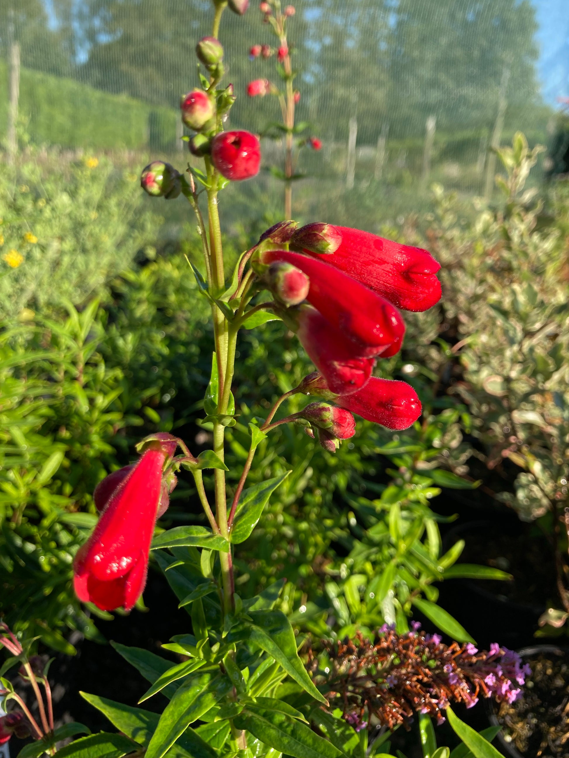 Penstemon King George - Champion Plants