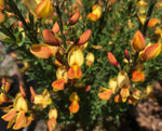 Cytisus Apricot Gem - Champion Plants