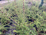 Lonicera nitida - Champion Plants