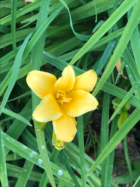 Hemerocallis Stella de Oro (Day Lily) - Champion Plants