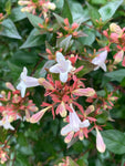 Abelia grandiflora - Champion Plants