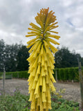 Kniphofia Dorset Sentry - Champion Plants